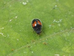 Diomus notescens