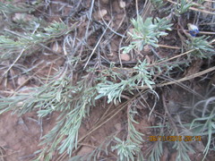 Penstemon linarioides linarioides