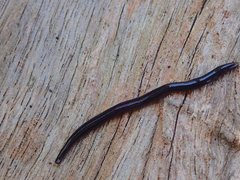 Kontikia ventrolineata