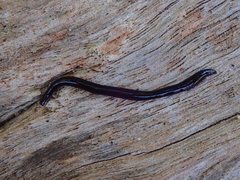 Kontikia ventrolineata