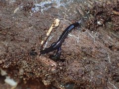 Kontikia ventrolineata