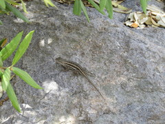 Sceloporus virgatus