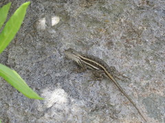 Sceloporus virgatus