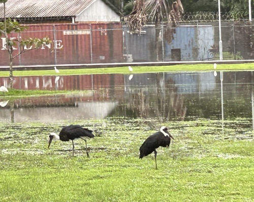 African Woolly-necked Stork (Ciconia microscelis), photo 5