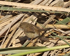 Graceful Prinia photo 3