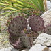 Black-spined Pricklypear - Photo (c) Kenneth Bader, some rights reserved (CC BY-NC), uploaded by Kenneth Bader