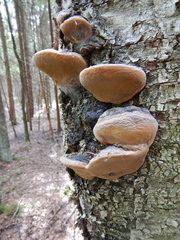 Phellinus cinereus