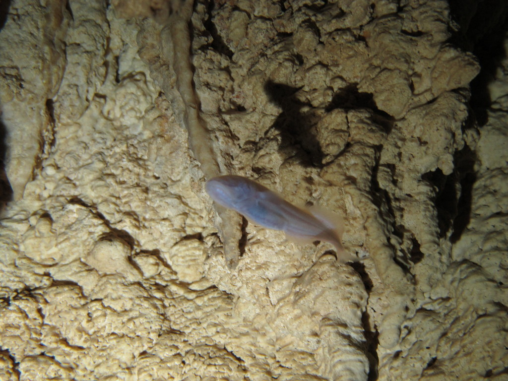 Mexican blind brotula