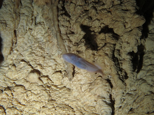 Mexican Blind Brotula