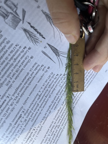 Image of Elymus glaucus by (c) Justin Felder, some rights reserved (CC BY-SA)