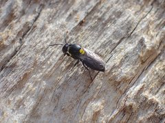 Hylaeus honestus