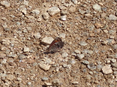 Erebia montanus