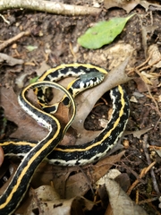 Thamnophis cyrtopsis ocellatus