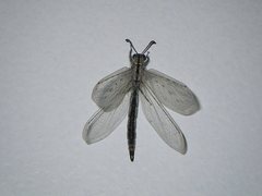 Heoclisis fundata