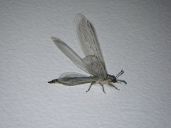 Heoclisis fundata