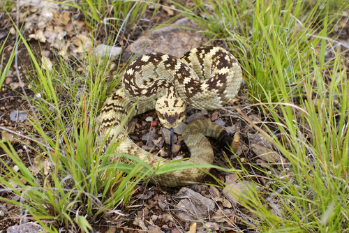 Eastern Black-tailed Rattlesnake