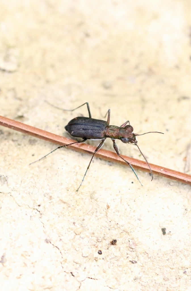 Cylindera viduata