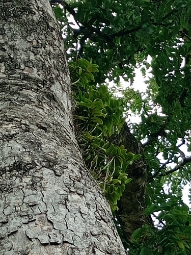 Calyptrochilum christyanum