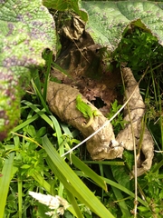 Liolaemus cyanogaster