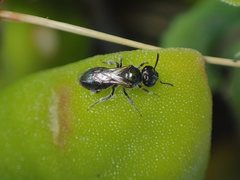 Lasioglossum sphecodoides