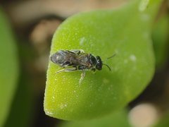 Lasioglossum sphecodoides