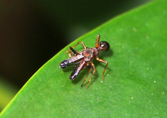 Myrmarachne japonica