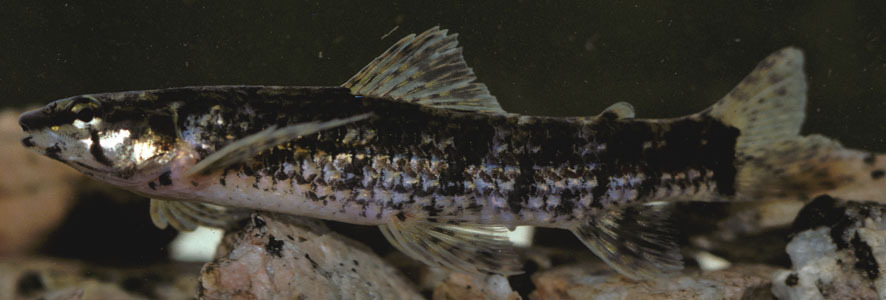 Leptocharacidium omospilus