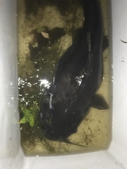 Ictalurus punctatus