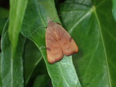 Tortricopsis euryphanella