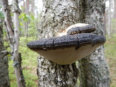 Phellinus cinereus