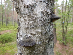 Phellinus cinereus