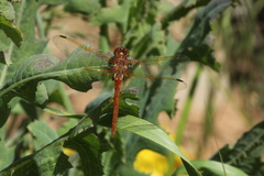 Sympetrum madidum