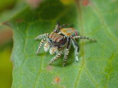 Maratus tasmanicus