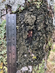 Fuscopannaria sorediata