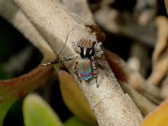 Maratus tasmanicus