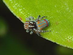 Maratus tasmanicus