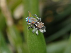 Maratus tasmanicus