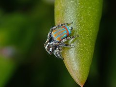 Maratus tasmanicus