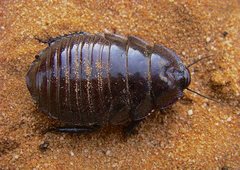 Geoscapheus dilatatus