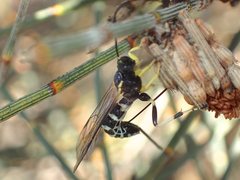 Sericopimpla crenator