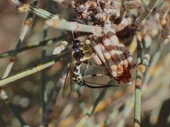 Sericopimpla crenator