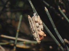 Sericopimpla crenator