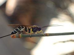 Sericopimpla crenator