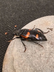 Nicrophorus sayi