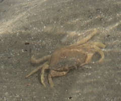 Carcinus