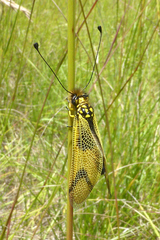 Libelloides longicornis