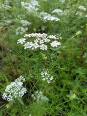 Bifora americana