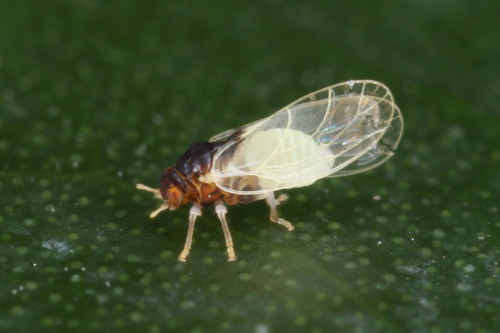 Calophya rhois
