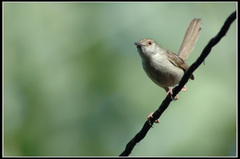 Graceful Prinia photo 4
