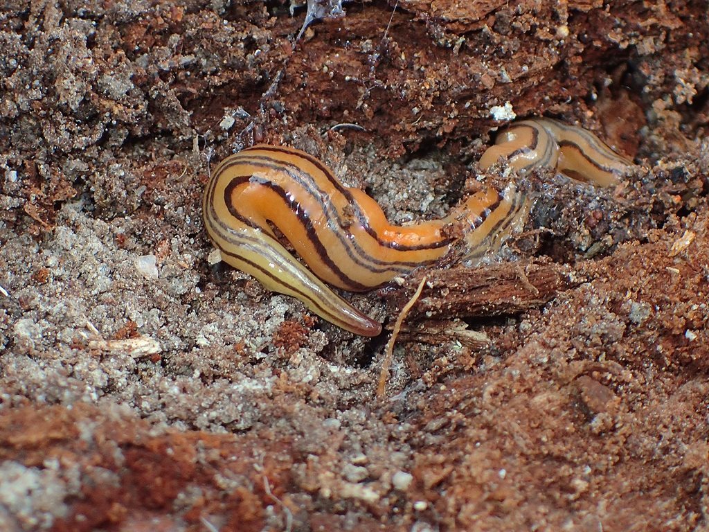 sulphur-coloured planarian